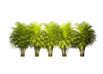 palm  png in tree isolated on white