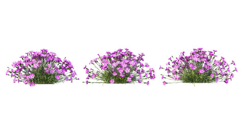 lavender flowers isolated on white _ lavender flower png image 
