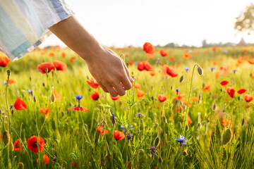 The hands of a young girl hold a poppy in the field. Beautiful field with poppies, cornflowers, wheat.