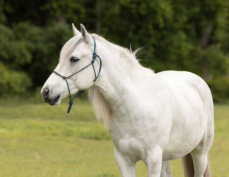 Horse portrait wearing a rope halter. 