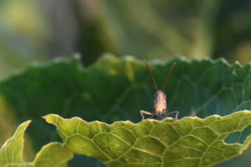 A small brown grasshopper peeks out from behind a green horseradish leaf