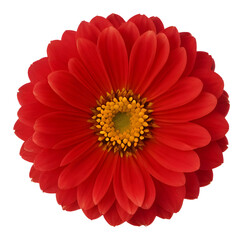 red flower isolated on transparent background, extracted, png file
