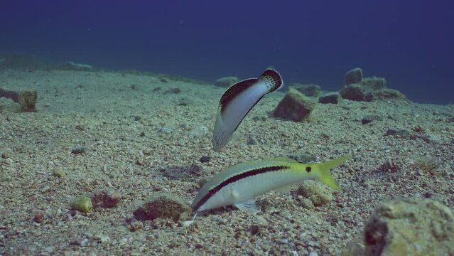 Multicolored Clown Coris or False Clownwrasse (Coris aygula) with Red Sea goatfish (Parupeneus forsskali) looking for food swims over sandy bottom at evening time in sunset rays, slow motion
