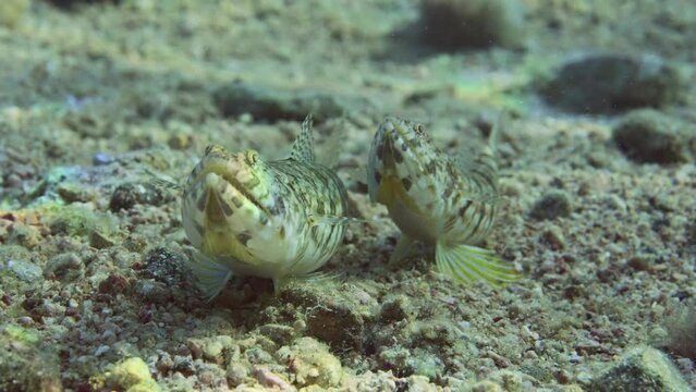 Frontal portrait of pair of Slender Lizardfish or Gracile lizardfish (Saurida gracilis) lie on sandy bottom in evening with sunset sun rays, slow motion