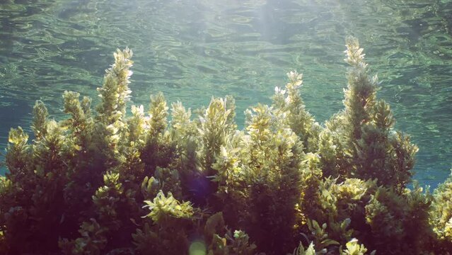 Close up of Seaweed Brown Sargassum in shallow water on blue water background in bright sunny day on sunbeams, Backlighting (Contre-jour) Camera moving forwards, slow motion