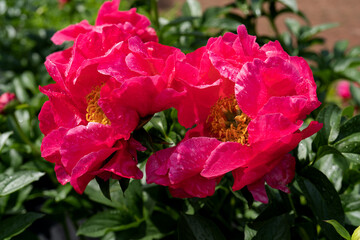 lush red, crimson peonies close-up. Spring flowers after the rain, peony in the garden.