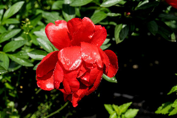 lush red peonies close-up. Spring flowers, peony in the garden. red peonies grow near the garden path