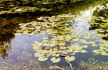 Water lilies, water lilies in a summer pond
