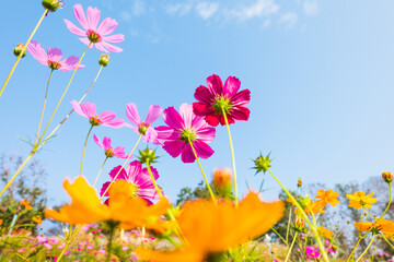 Pink cosmos flower field in garden.