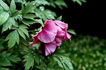 lush red, crimson peonies close-up. Spring flowers after the rain, peony in the garden.