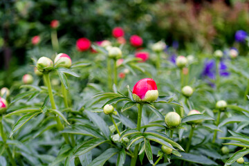 Peonies in buds in a flower bed. Pink flowers in the spring garden
