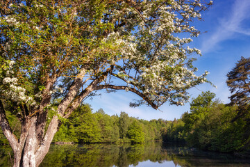 Blooming tree at a lake in Spring 