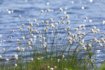 Eriophorum polystachyon. Cotton grass blooming on the background of waves