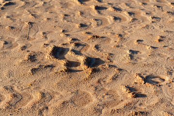 Vehicle tire tracks on the dirt road