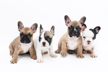 Litter of French Bulldog Puppies