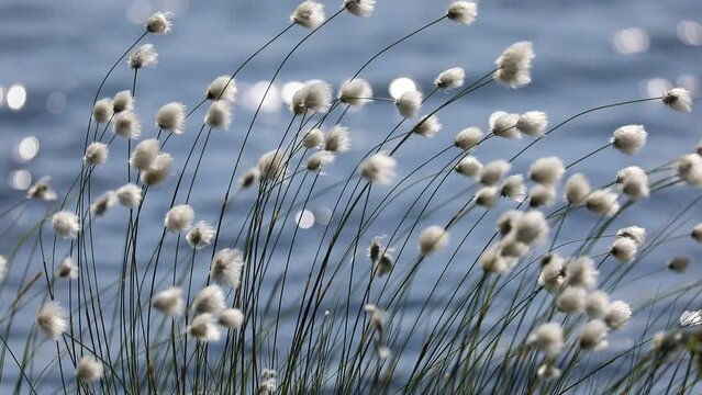 Eriophorum polystachyon. Cottongrass on a bog in the summer in the North of Western Siberia