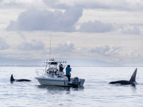A pod of transient killer whales (Orcinus orca), near a whale watching boat in Monterey Bay Marine Sanctuary