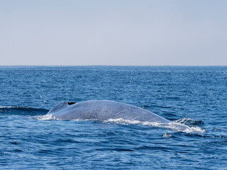 Adult blue whale (Balaenoptera musculus), surfacing in Monterey Bay Marine Sanctuary