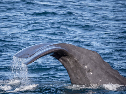 Adult bull sperm whale (Physeter macrocephalus), preparing to dive deep near Isla San Jose, Baja California Sur