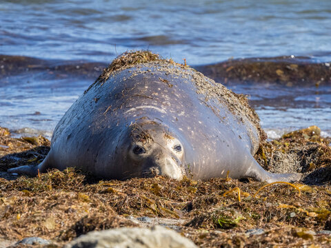 Adult northern elephant seal (Mirounga angustirostris), Benito del Oeste Island, Baja California