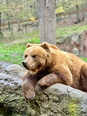 Obraz premium brown bear portrait