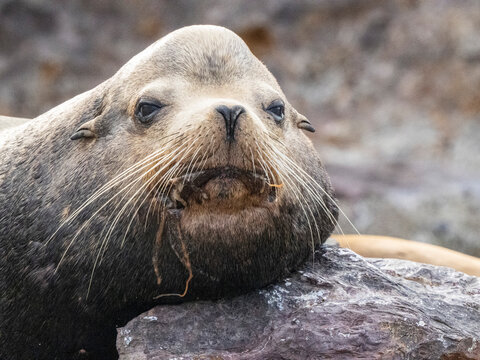 Adult male California sea lion (Zalophus californianus), head detail at Los Islotes, Baja California Sur