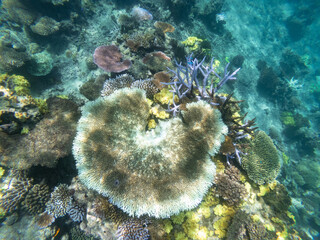 Clear and colorful exotic tropical coral reef with vibrant marine life at Rainbow Reef, Fiji.