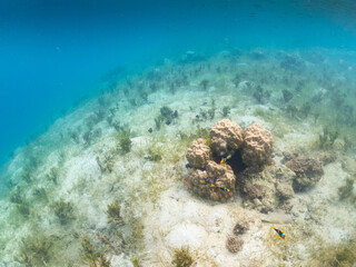 Underwater tropical scene with Clark's anemonefish swimming around coral with Lionfish at Kioa Island,Fiji.