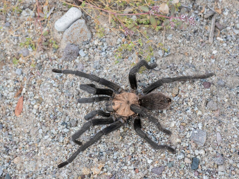 Adult tarantula (Aphonopelma spp)., found near San Jose del Cabo, Baja California Sur
