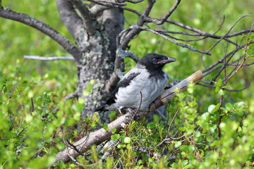 Fototapeta premium Corvus cornix. A Hooded Crow chick sits on a branch on a sunny summer day