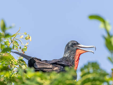 Adult male magnificent frigatebird (Fregata magnificens), on its nest, Iguana Island, Panama