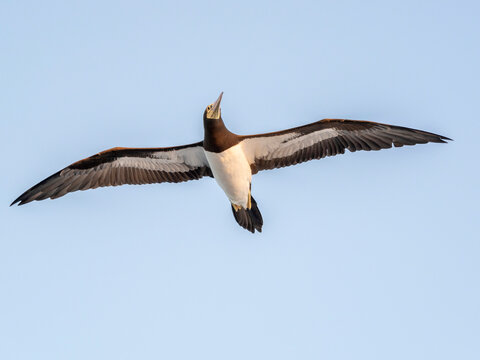 An adult brown booby (Sula leucogaster) in flight, near Coiba Island, Panama