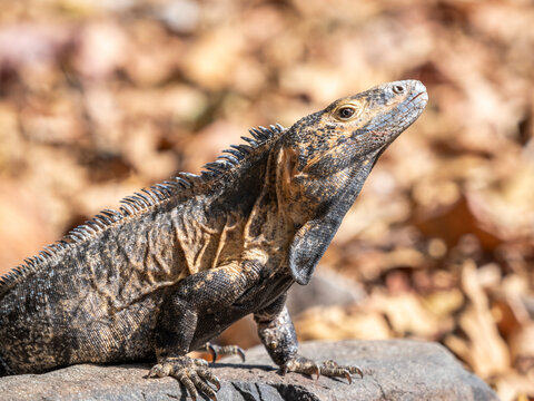 An adult black spiny-tailed iguana (Ctenosaura similis), on the ground on Barro Colorado Island, Panama