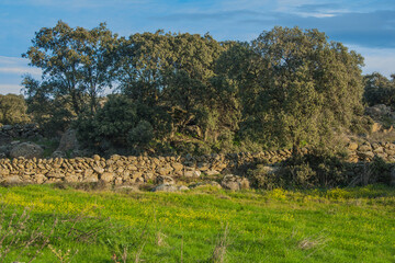 landscape with trees