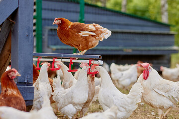 chicken drinking water from a drinker at chicken eco farm, free range chicken farm