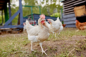 chicken farm in sunny weather, free range chicken farm