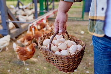 farmer holding goat with eggs in chicken eco farm, free range chicken farm © st.kolesnikov