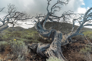 desertic and volcanic landscape in El Sabinal. El Hierro island. Canary islands. Spain