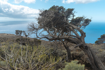 desertic and volcanic landscape in El Sabinal. El Hierro island. Canary islands. Spain