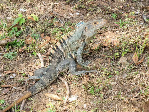 An adult black spiny-tailed iguana (Ctenosaura similis), on the ground on Barro Colorado Island, Panama