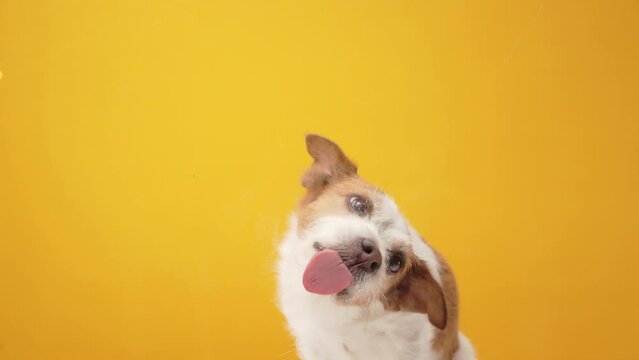 dog licks. Funny jack russell terrier on yellow background. Happy pet