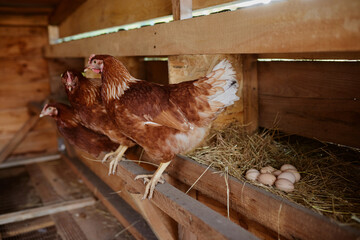 farmer collects eggs at eco poultry farm, free range chicken farm © st.kolesnikov
