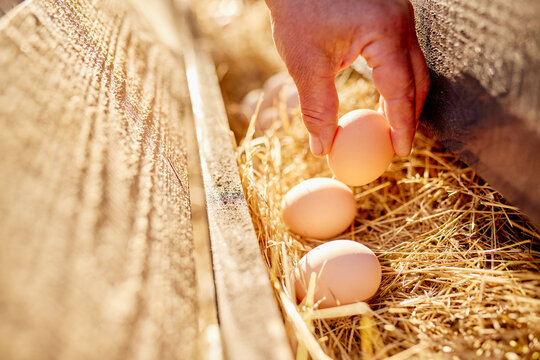 farmer collects eggs at eco poultry farm, free range chicken farm