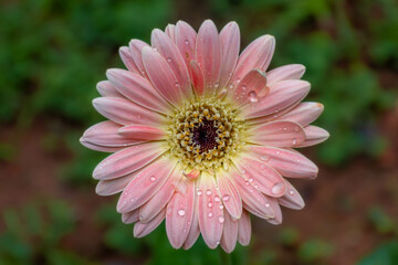pink gerber flower