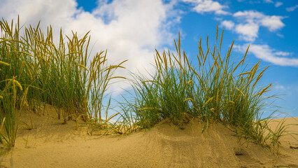 Strandhafer steht auf einer Düne im Sand am Sandstrand der Meeresküste