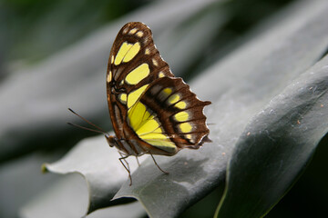 Tigress Butterfly