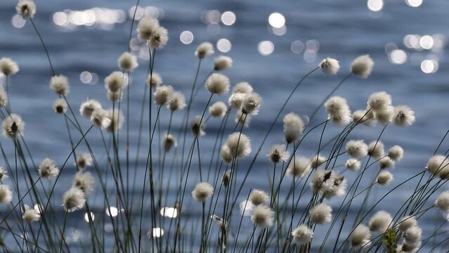 Eriophorum polystachyon. Cottongrass on a bog in the summer in the North of Western Siberia