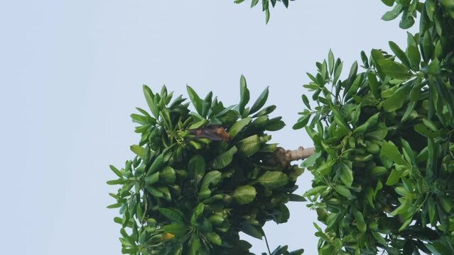 Vertical video. Flying fox or fruit bat (Pteropus giganteus) resting on a barringtonia tree on Thoddoo island, Maldives. Tropical nature and wildlife concept