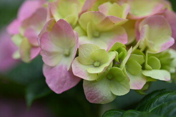 Close-up of yellow and pink hydrangea flowers