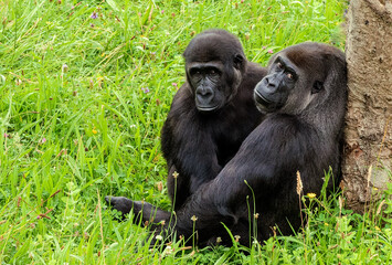 Mother gorilla hugging her baby